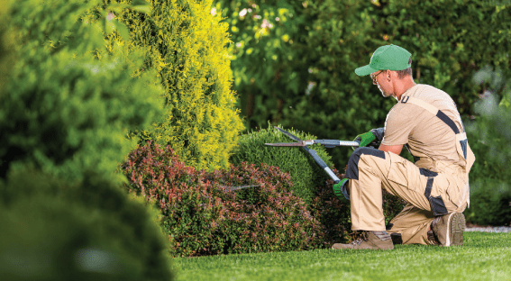 Tree and Shrub Care